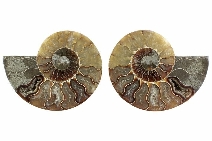 Cut & Polished Ammonite Fossil - Madagascar #364768